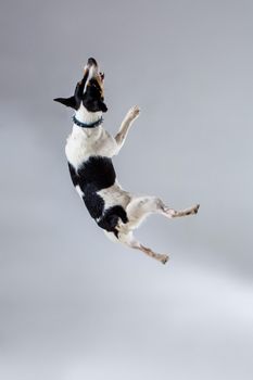 Fox terrier posing in studio on grey background. Terrier in a blue collar. Dog jumping in the studio