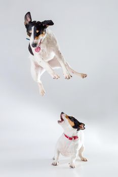 Fox terrier and Jack Russell Terrier playing in studio on grey background. Dogs jumping in the studio