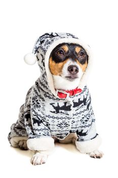 Jack Russell Terrier, isolated on white. Dog clothes. Dog sitting. Close-up