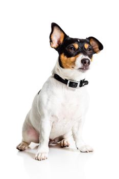 Jack Russell Terrier, isolated on white. Dog sitting