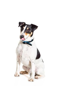 Fox terrier posing in studio on grey background. Terrier in a blue collar. isolated