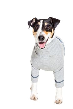 Fox terrier posing in studio on white background. Terrier dressed in a gray suit small. isolated