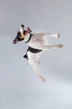 Fox terrier posing in studio on grey background. Terrier in a blue collar. Dog jumping in the studio