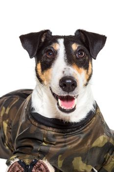 Portrait of a purebred smooth fox terrier of white background. Dog clothes. Close-up