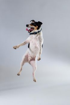 Fox terrier posing in studio on grey background. Terrier in a blue collar. Dog jumping in the studio