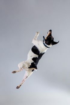 Fox terrier posing in studio on grey background. Terrier in a blue collar. Dog jumping in the studio