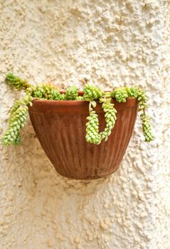 Beautiful Sedum Morganianum succulent plant on the wall