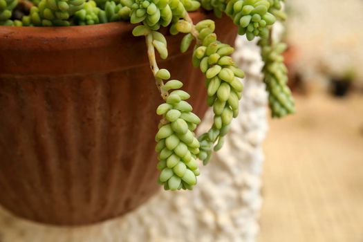 Beautiful Sedum Morganianum succulent plant on the wall