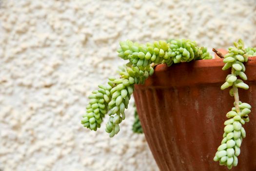 Beautiful Sedum Morganianum succulent plant on the wall