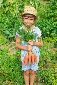 A child with a bunch of carrots in the garden. Selective focus.