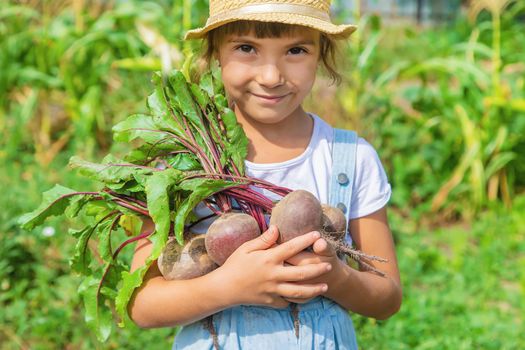 A child with a bunch of beets in the garden. Selective focus.