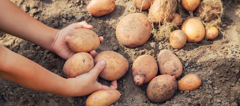 Dig potatoes in the garden. Selective focus. nature