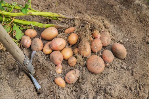 Dig potatoes in the garden. Selective focus. nature