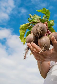 man with a bunch of beets in the garden. Selective focus. nature.