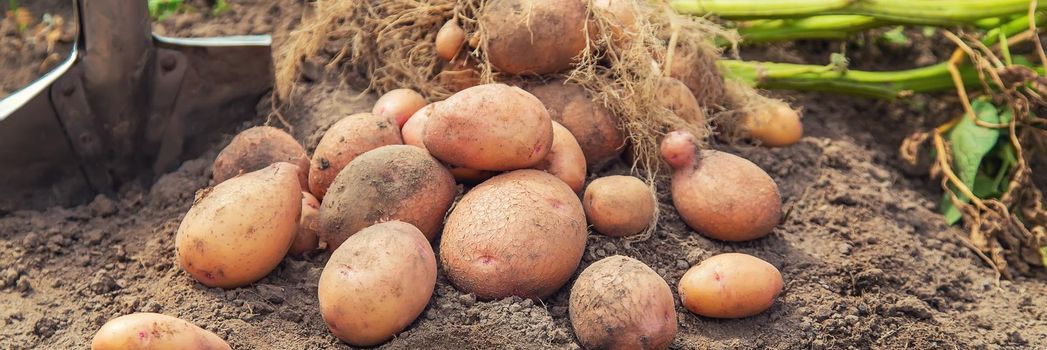 Dig potatoes in the garden. Selective focus. nature
