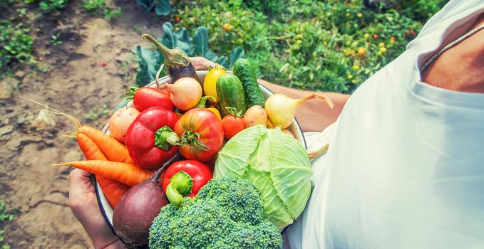 Man farmer with homemade vegetables in his hands. Selective focus. nature.