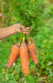 A child with a bunch of carrots in the garden. Selective focus. nature.