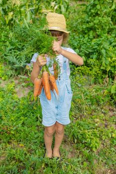 A child with a bunch of carrots in the garden. Selective focus. nature.