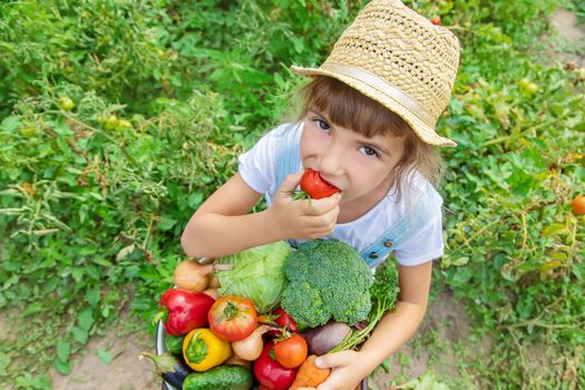 Child in the garden with vegetables in his hands. Selective focus. nature.