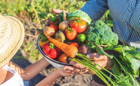 Child and grandmother in the garden with vegetables in their hands. Selective focus. nature.