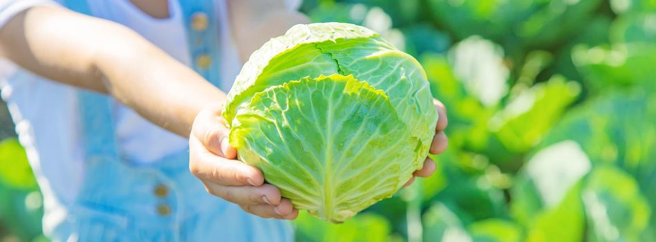 Child with cabbage and broccoli in the hands. Selective focus. nature.