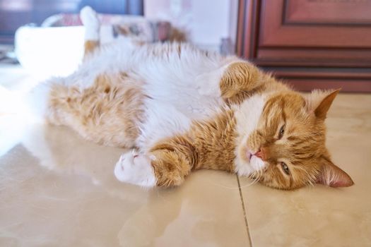 Old funny ginger cat sleeping on back, pet lying on floor at home, with open eyes