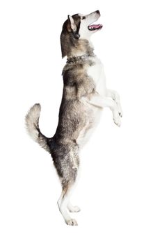 Alaskan Malamute standing on hind legs, sticking the tongue out, isolated on white. Husky