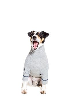 Portrait of a purebred smooth fox terrier of white background. Dog clothes. Dog sitting