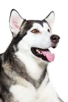 Portrait Alaskan Malamute, isolated on white. Close-up. Beautiful dog