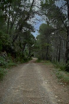 Mountain road through pine trees and vegetation. Sky with clouds, wide and clear road, free space.
