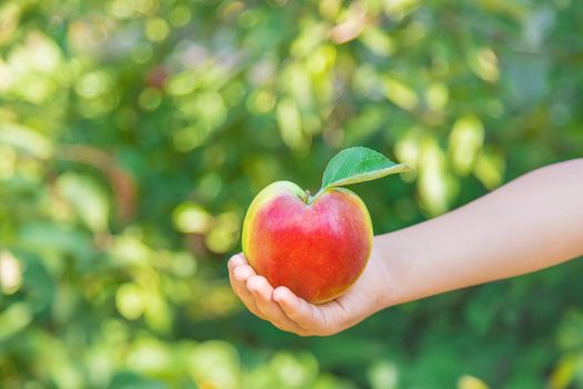 child with an apple in the garden. Selective focus. nature.