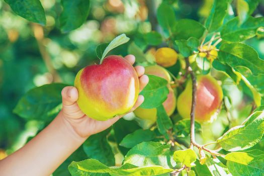 child with an apple in the garden. Selective focus. nature.