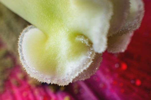 Green and yellow tulip pistil extreme macro close-up. Details of the inner flower of a tulip with a pistil against a background of red petals in defocus. The concept of tender nature, spring and summer