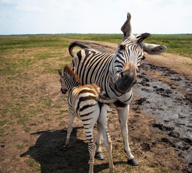 Young baby zebra and mother family standing together. Zebra turns its head in a funny pose. Wild zebras. High quality photo