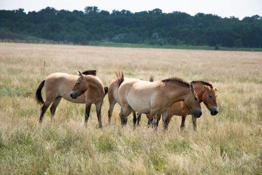 Przewalski. herd of wild horses przewalskii in the steppe. Rare wild animals. Horses graze. High quality photo