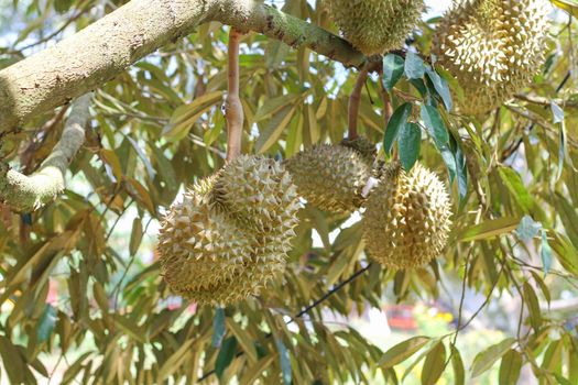 Durian from Sisaket,Thailand has a unique flavor because it is grown on soil rich in potassium from a volcanic eruption. "Volcano Durian"