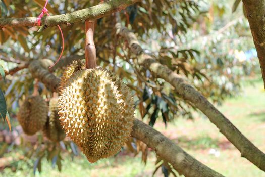 Durian from Sisaket,Thailand has a unique flavor because it is grown on soil rich in potassium from a volcanic eruption. "Volcano Durian"