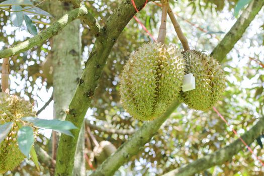 Durian from Sisaket,Thailand has a unique flavor because it is grown on soil rich in potassium from a volcanic eruption. "Volcano Durian"