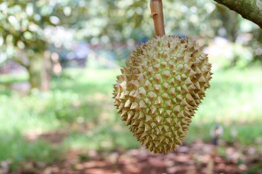 Durian from Sisaket,Thailand has a unique flavor because it is grown on soil rich in potassium from a volcanic eruption. "Volcano Durian"