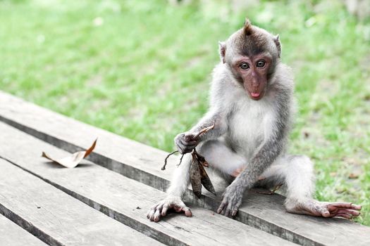 Wildlife tropical Monkey Portrait in the forest