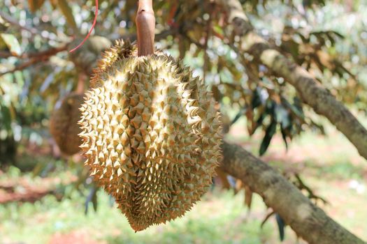 Durian from Sisaket,Thailand has a unique flavor because it is grown on soil rich in potassium from a volcanic eruption. "Volcano Durian"