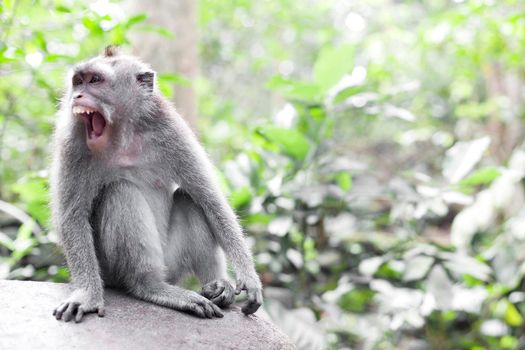 Wildlife Monkey tropical Portrait in the forest