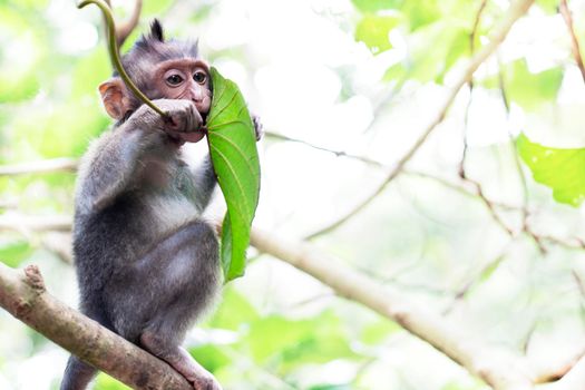 Wildlife Monkey tropical Portrait in the forest