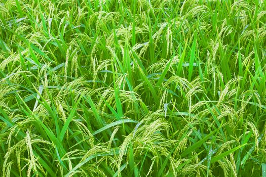 Rice fields on terraced Thailand, Vietnam or Bali