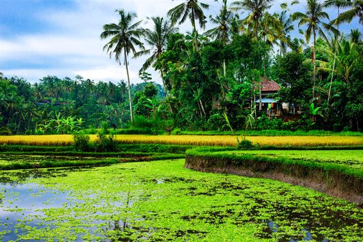 Rice fields on terraced of Thailand, Vietnam or Bali