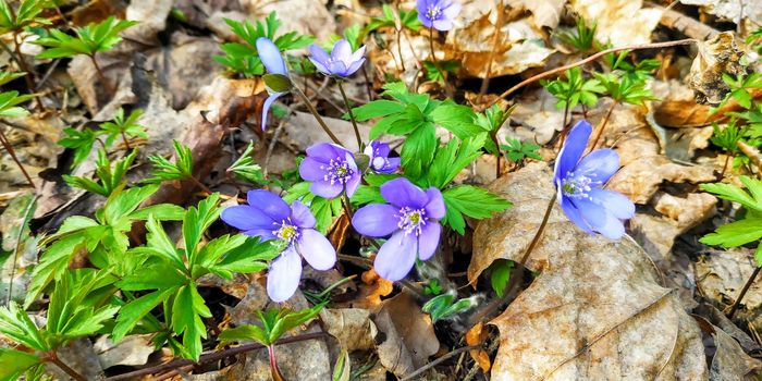 Snowdrops in the forest. Spring near the dry leaves. Blue flowers.