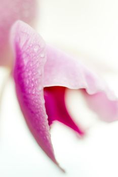 Beautiful Macro Orchid Flower. Abstract blurry natural background. Light fragile blossoms with waterdrops. High quality photo