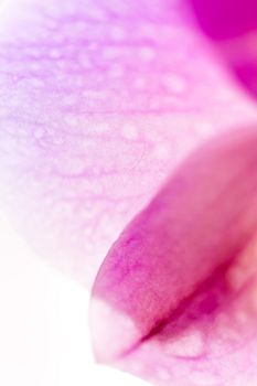 Beautiful Macro Orchid Flower. Abstract blurry natural background. Light fragile blossoms with waterdrops. High quality photo