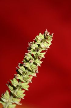 Aromatic flower blossom close up botanical background high quality big size prints salvia pratensis family lamiaceae wall posters