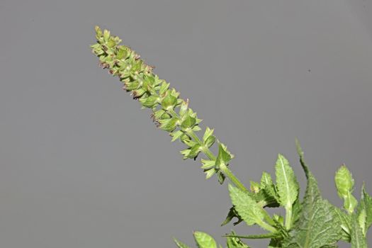 Aromatic flower blossom close up botanical background high quality big size prints salvia pratensis family lamiaceae wall posters